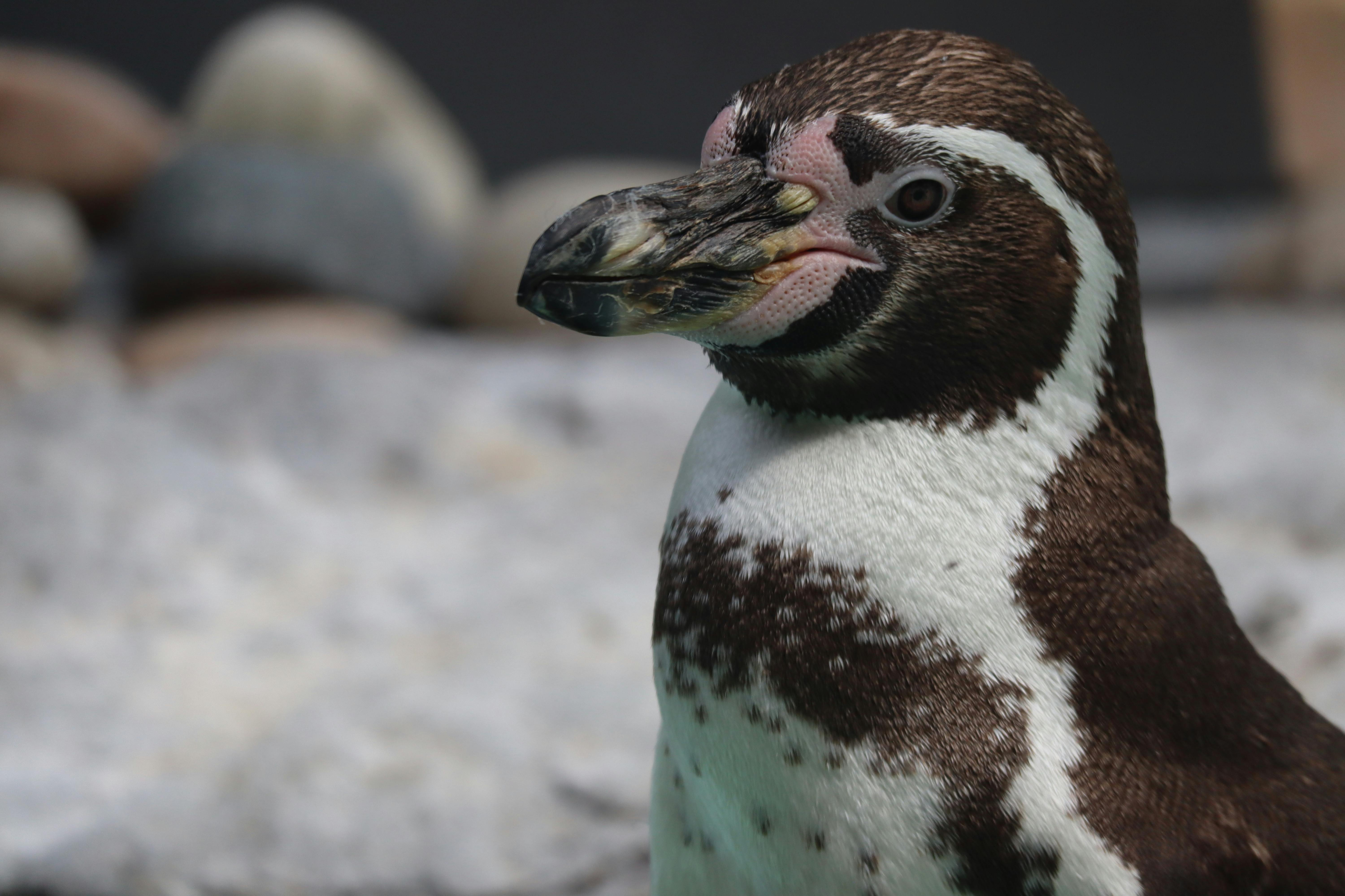 penguin