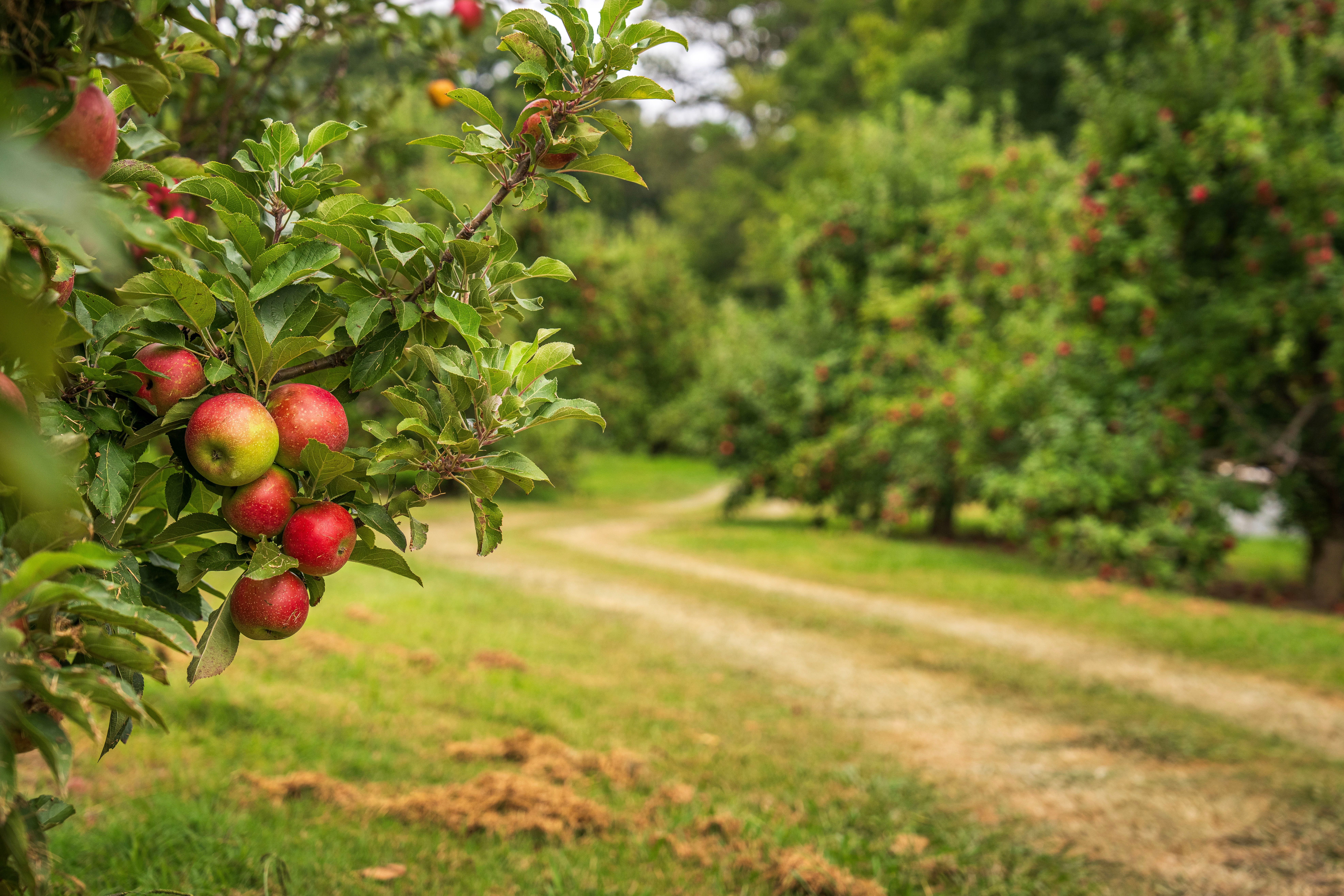 apple orchard