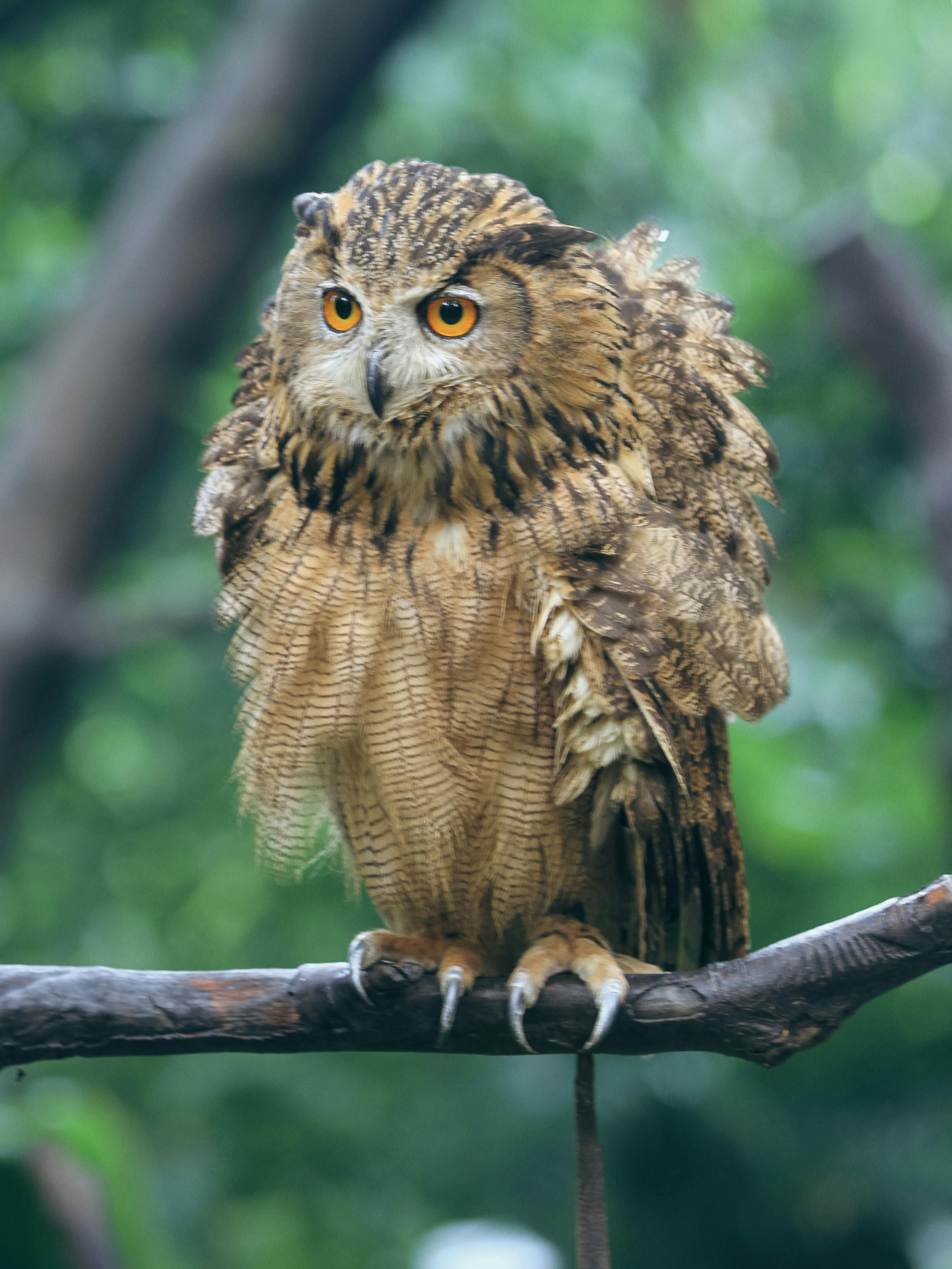 owl with feathered talons