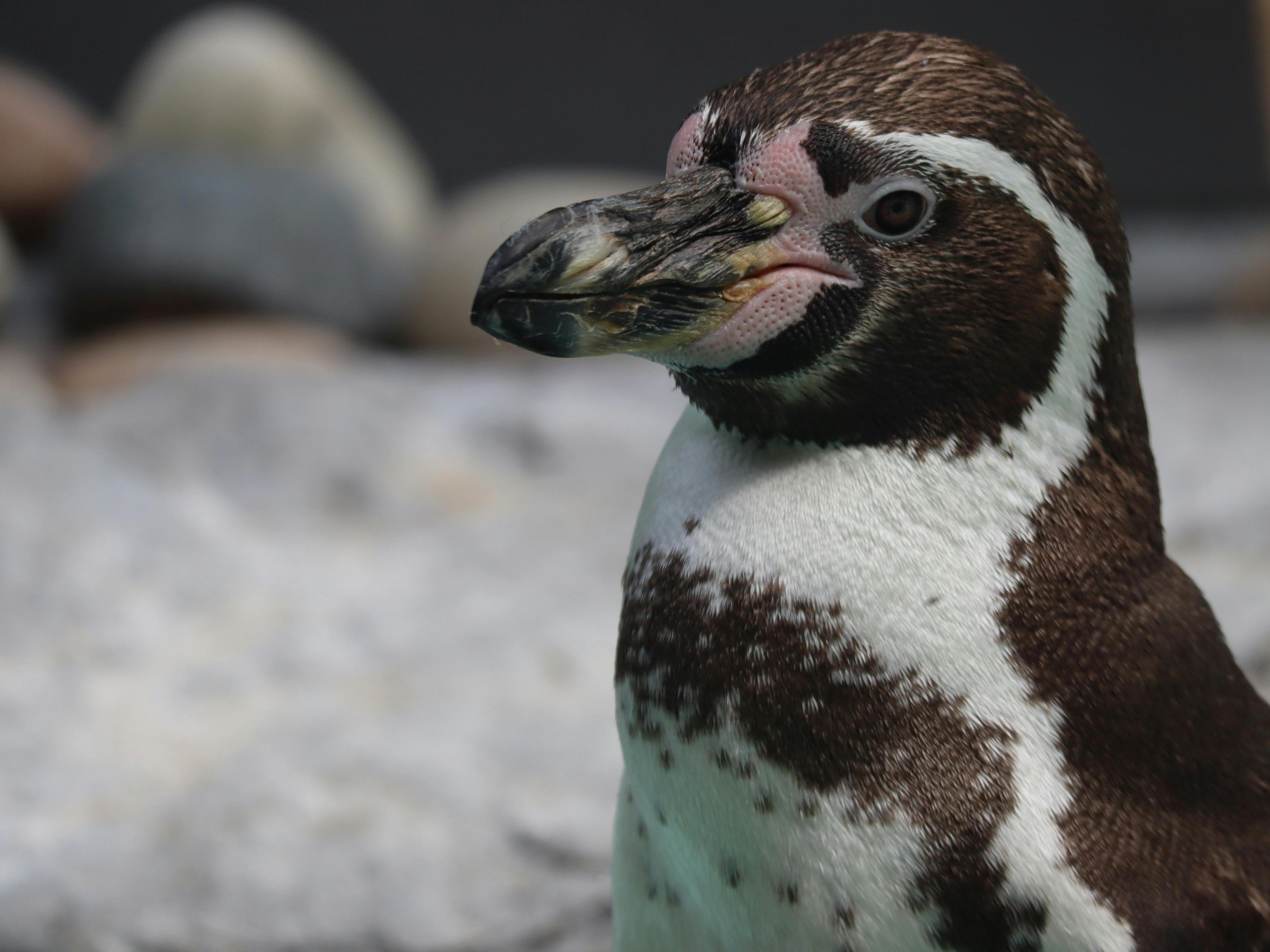 penguin