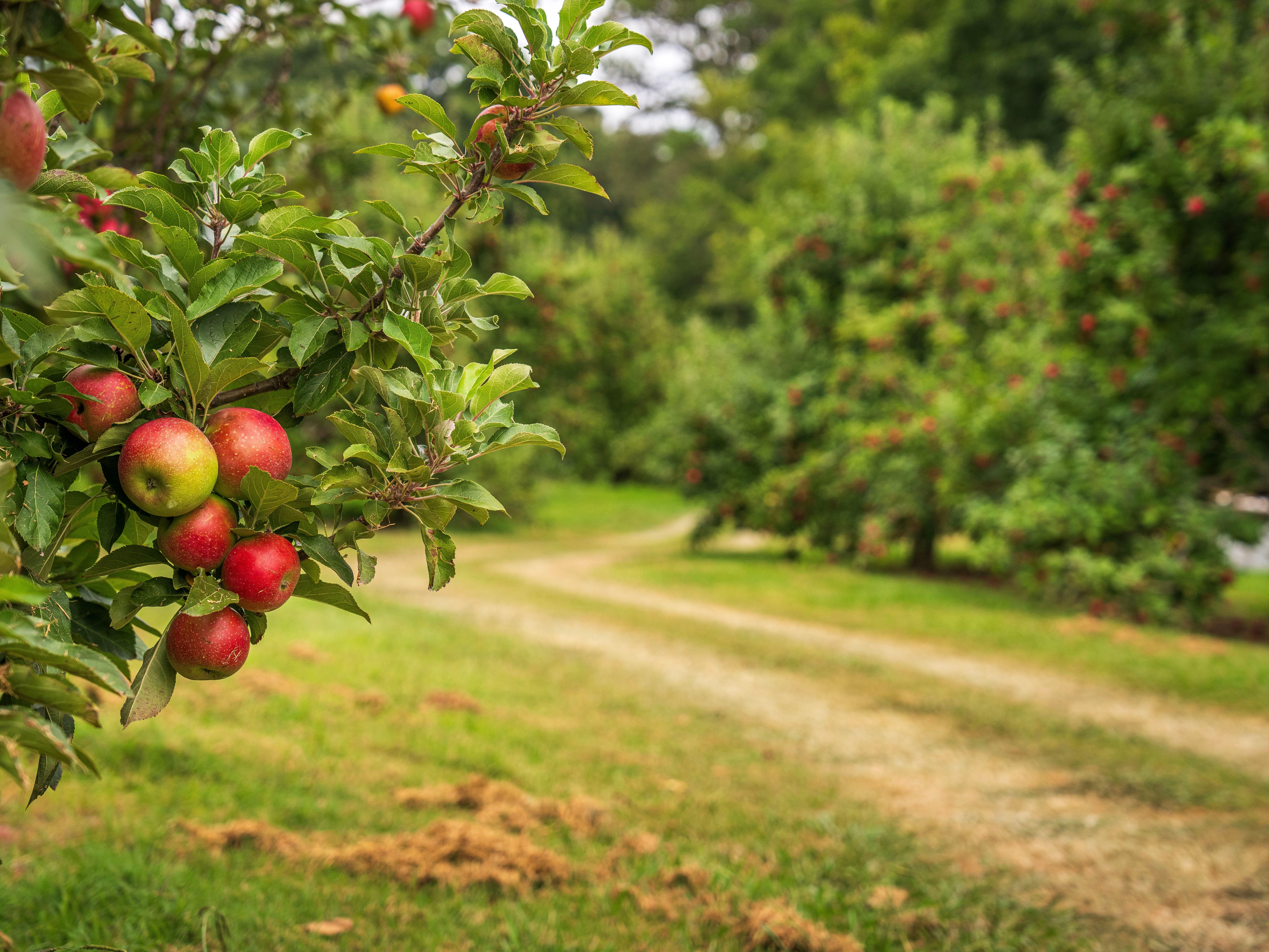 apple orchard