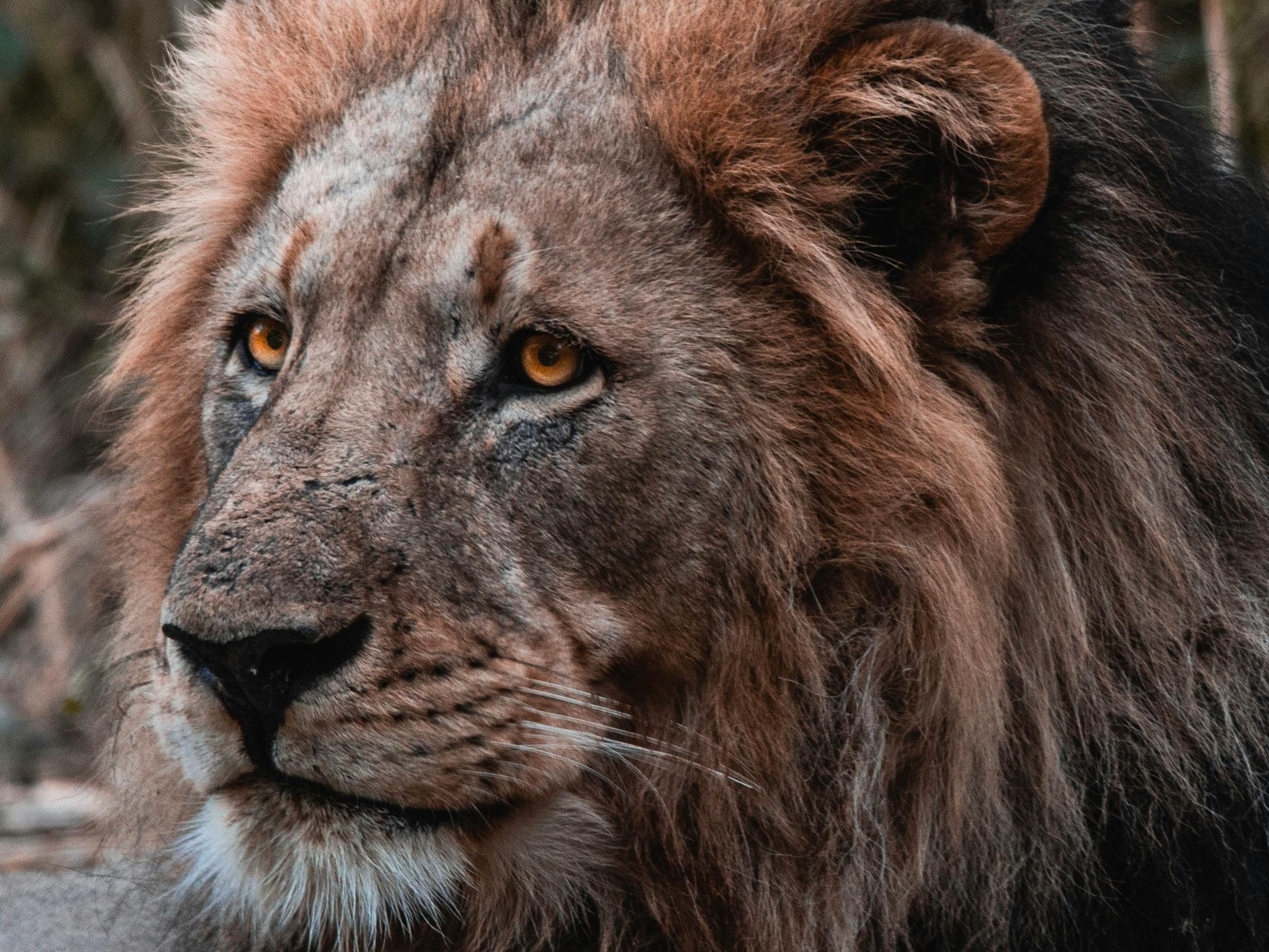 Male lion