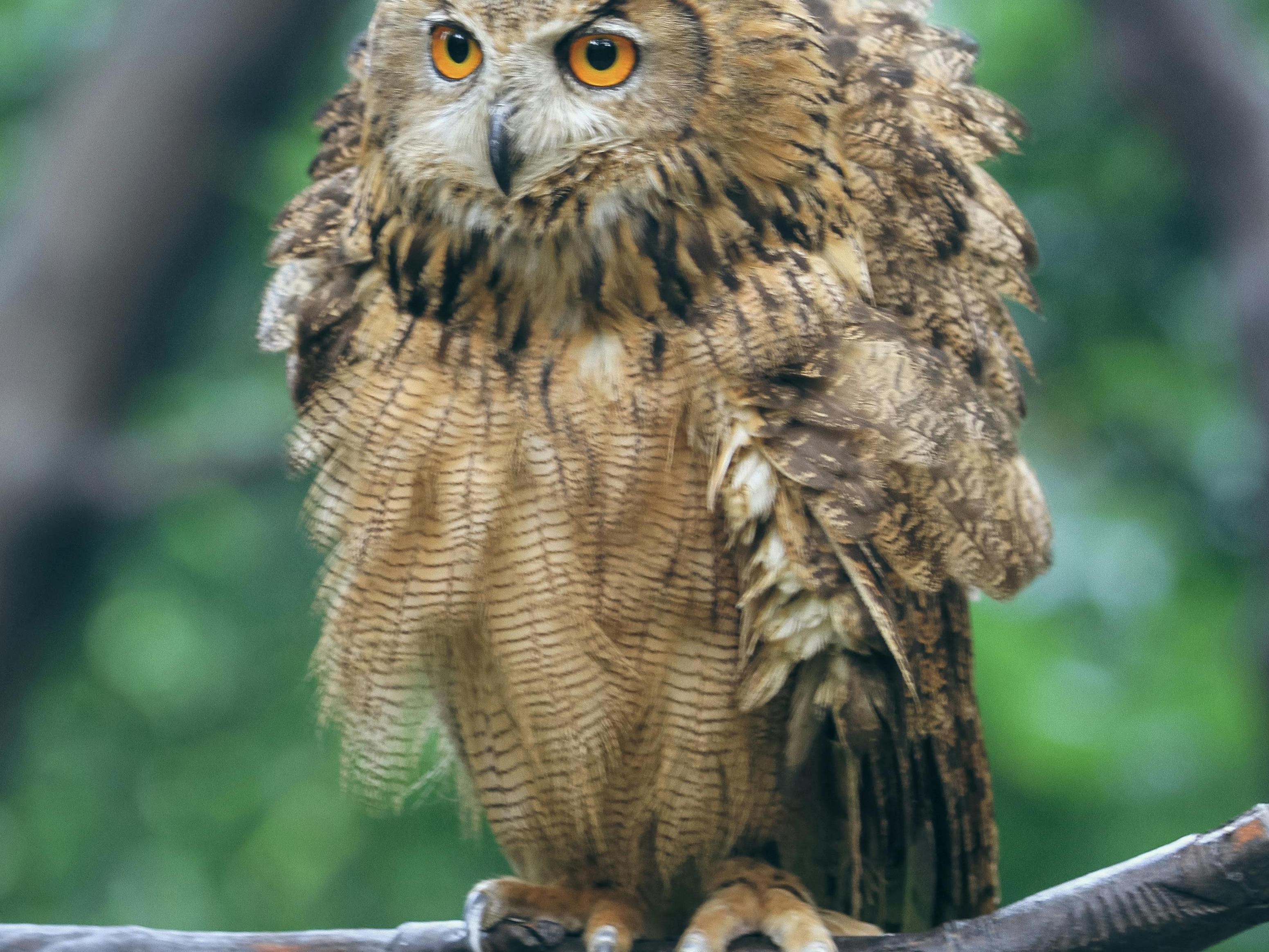 owl with feathered talons